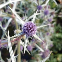 Eryngium variifolium 